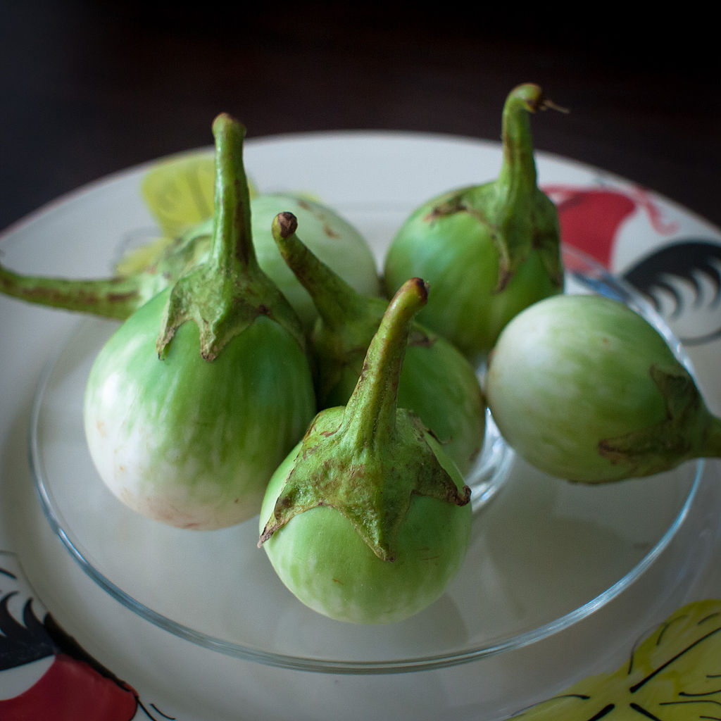 Illustration Solanum melongena cv. 'Thai Small Green', Par Takeaway, via wikimedia 