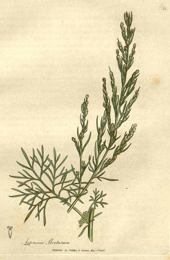 Illustration Artemisia abrotanum, Par Woodville, W., Hooker, W.J., Spratt, G., Medical Botany, 3th edition (1832) Med. Bot., ed. 3 vol. 1 (1832), via plantillustrations 