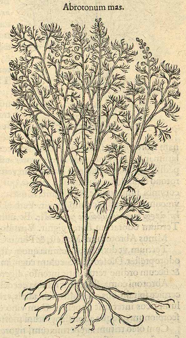 Illustration Artemisia abrotanum, Par Dodoens [Dodonaeus ], R., Stirpium historiae pemptades sex, sive libri XXX (1583) Stirp. Hist. Pempt., via plantillustrations 