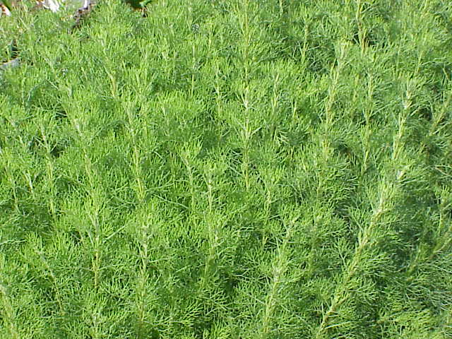 Illustration Artemisia abrotanum, Par Kurt Stüber, via wikimedia 