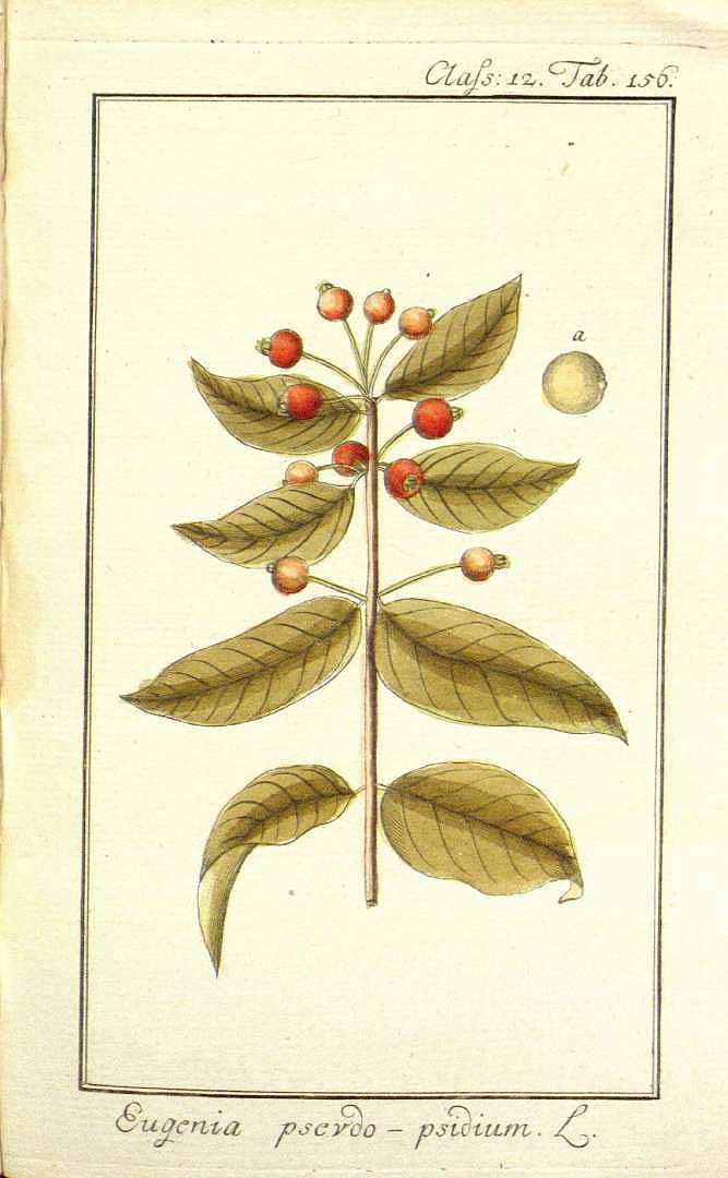 Illustration Eugenia pseuopsidium, Par Zorn J., Jacquin N.J.F. von (Dreyhundert auserlesene amerikanische Gewa?chse, vol. 2: t. 156, 1786-1787), via plantillustrations 