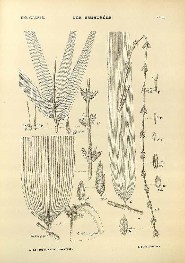 Illustration Dendrocalamus asper, Par Camus E.G. (Les bambuse?es, Atlas, vol. 2: t. 85, fig. B, 1913), via plantillustrations 
