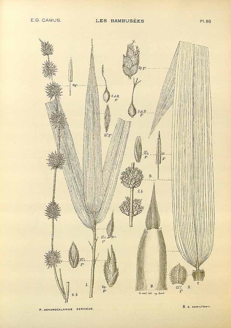 Illustration Dendrocalamus hamiltonii, Par Camus E.G. (Les bambuse?es, Atlas, vol. 2: t. 86, fig. B, 1913), via plantillustrations 