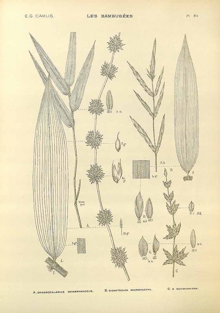 Illustration Dendrocalamus membranaceus, Par Camus E.G. (Les bambuse?es, Atlas, vol. 2: t. 84, fig. A, 1913), via plantillustrations 