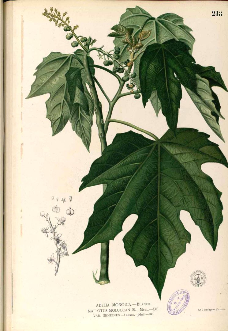 Illustration Aleurites moluccanus, Par Blanco, M., Flora de Filipinas, ed. 3 (1877-1883) Fl. Filip., ed. 3, via plantillustrations 