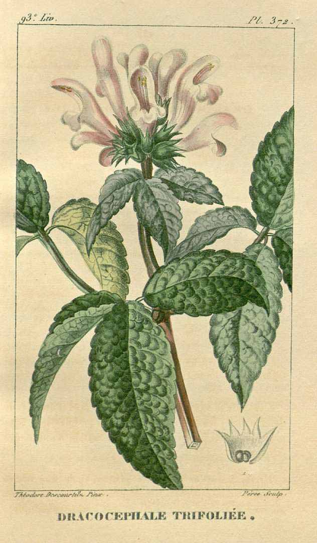 Illustration Cedronella canariensis, Par Descourtilz M.E. (Flore médicale des Antilles, vol. 5: t. 372, 1827) [J.T. Descourtilz], via plantillustrations 