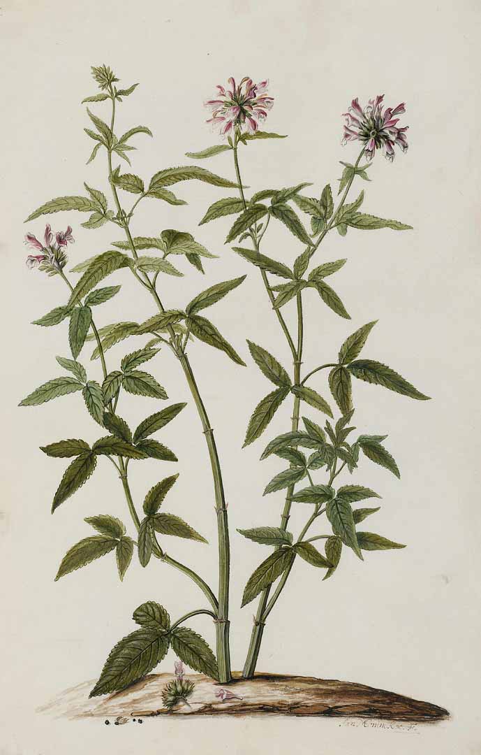 Illustration Cedronella canariensis, Par Moninckx J. (Moninckx atlas, vol. 3: t. 39, 1682-1709), via plantillustrations 