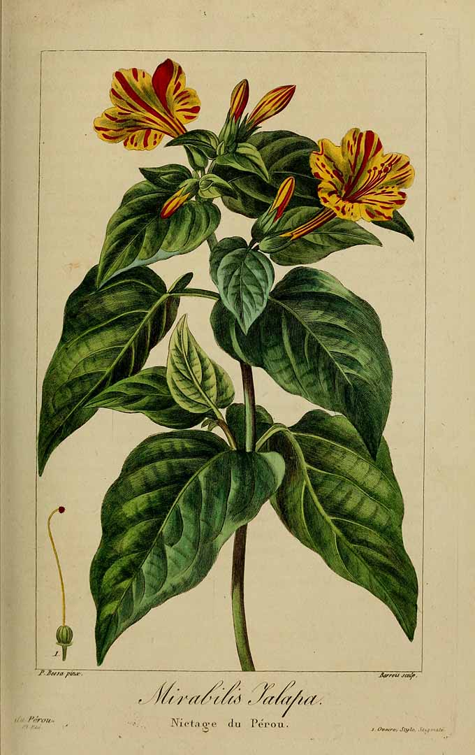 Illustration Mirabilis jalapa, Par Delaunay, M., Loiseleur-Deslongchamps, J.L.A., Herbier général de l?amateur (1814-1827) Herb. Gén. Amat. vol. 6 (1822), via plantillustrations 