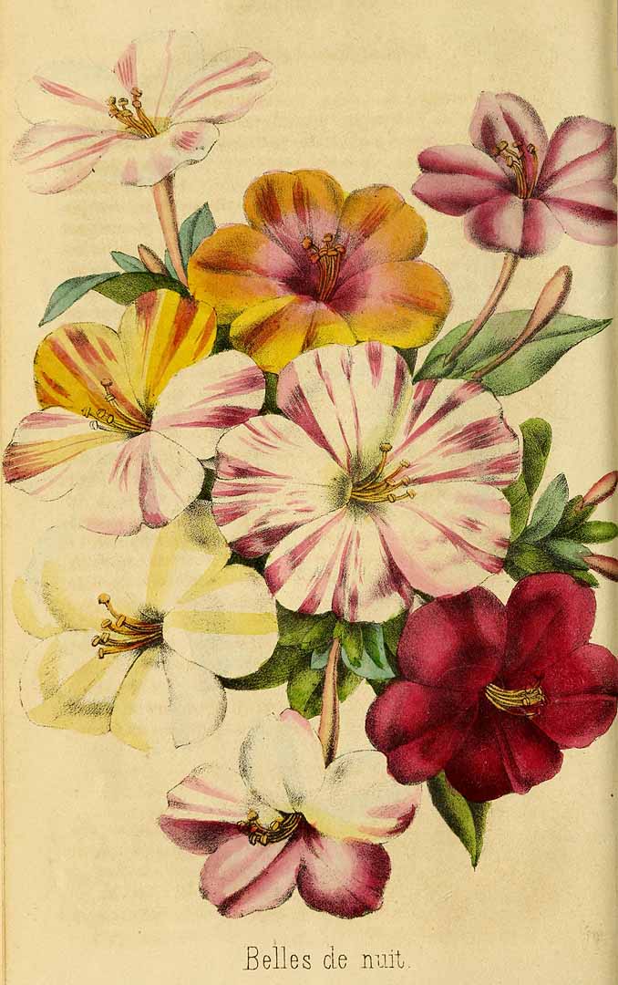 Illustration Mirabilis jalapa, Par Revue horticole, sér. 3 (1847-1851) Rev. Hort. (Paris), ser. 3 vol. 5 (1851), via plantillustrations 
