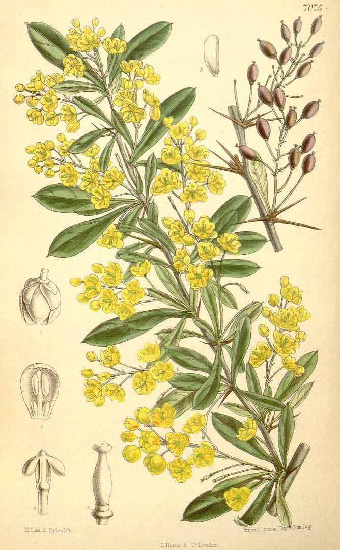 Illustration Berberis lycium, Par Curtis, W., Botanical Magazine (1800-1948) Bot. Mag. vol. 115 (1889), via plantillustrations 