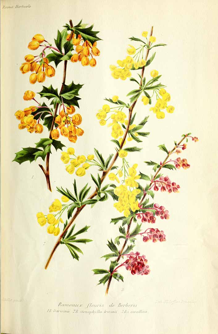 Illustration Berberis x stenophylla, Par Revue horticole, sér. 4 (1852-1974) Rev. Hort. (Paris), ser. 4 vol. 85 (1913), via plantillustrations 