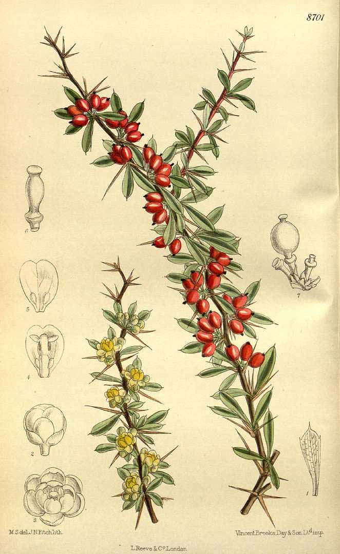 Illustration Berberis wilsoniae, Par Curtis, W., Botanical Magazine (1800-1948) Bot. Mag. vol. 143 (1917), via plantillustrations 