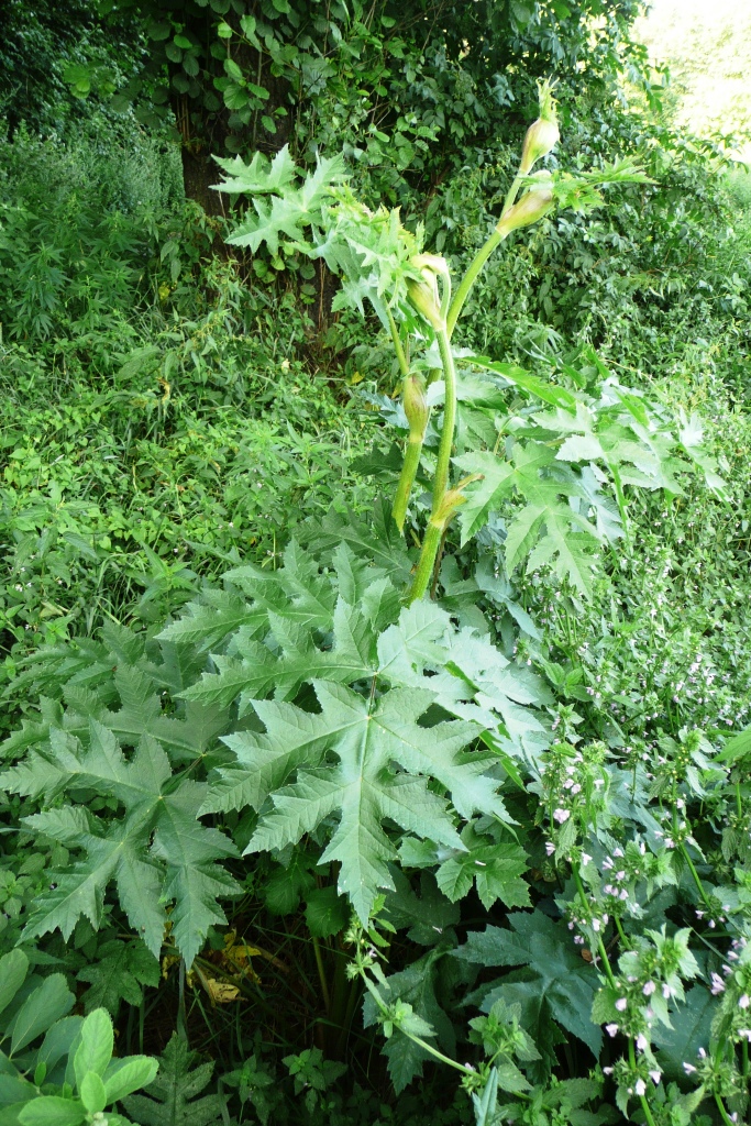 Illustration Heracleum sphondylium, Par Ludwik Polak, via wikimedia 