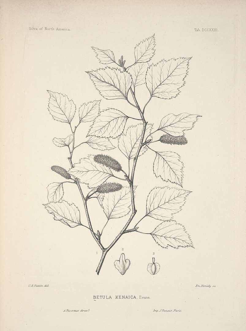 Illustration Betula kenaica, Par Sargent, C.S., Silva of North America (1891-1902) Silva vol. 14 (1902) , via plantillustrations 