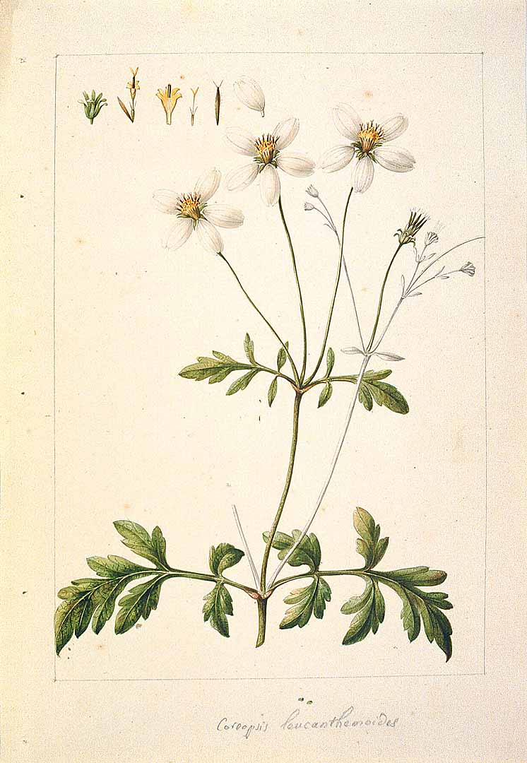 Illustration Bidens pilosa, Par Sess, M., Mocio, M., Drawings from the Spanish Royal Expedition to New Spain (1787?1803) (1787-1803) Draw. Roy. Exped. New Spain (1787), via plantillustrations 