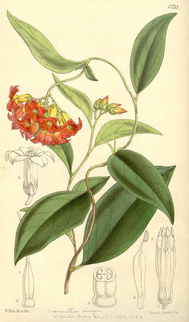 Illustration Billardiera cymosa, Par Curtis´s Botanical Magazine (1861), via plantillustrations 