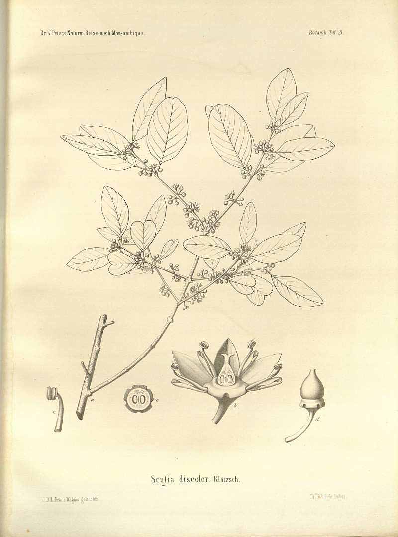 Illustration Berchemia discolor, Par Peters W.C.H. (Naturwissenschaftliche Reise nach Mossambique, 1862), via plantillustrations 