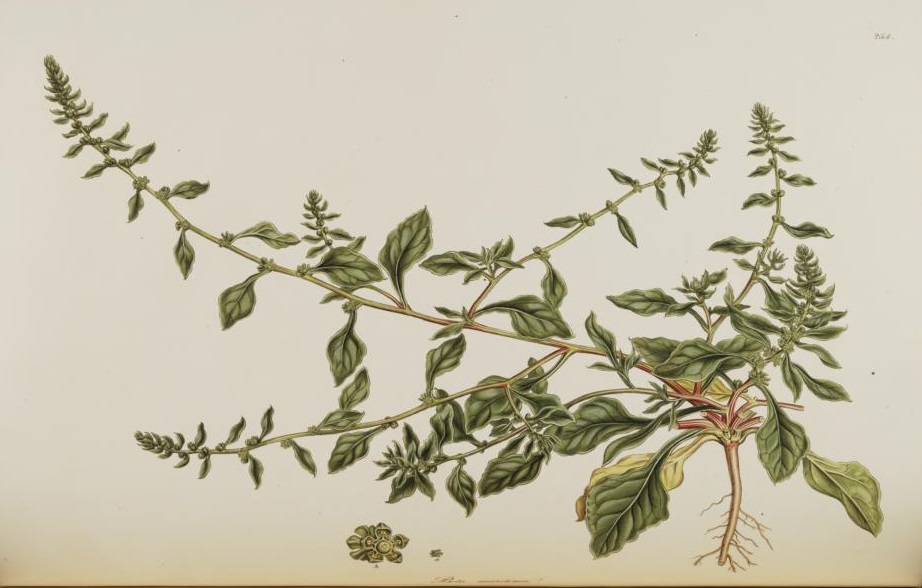 Illustration Beta vulgaris subsp. maritima, Par Sibthrop, J., Smith, J.E., Flora Graeca (1806-1840) Fl. Graec., via plantillustrations 