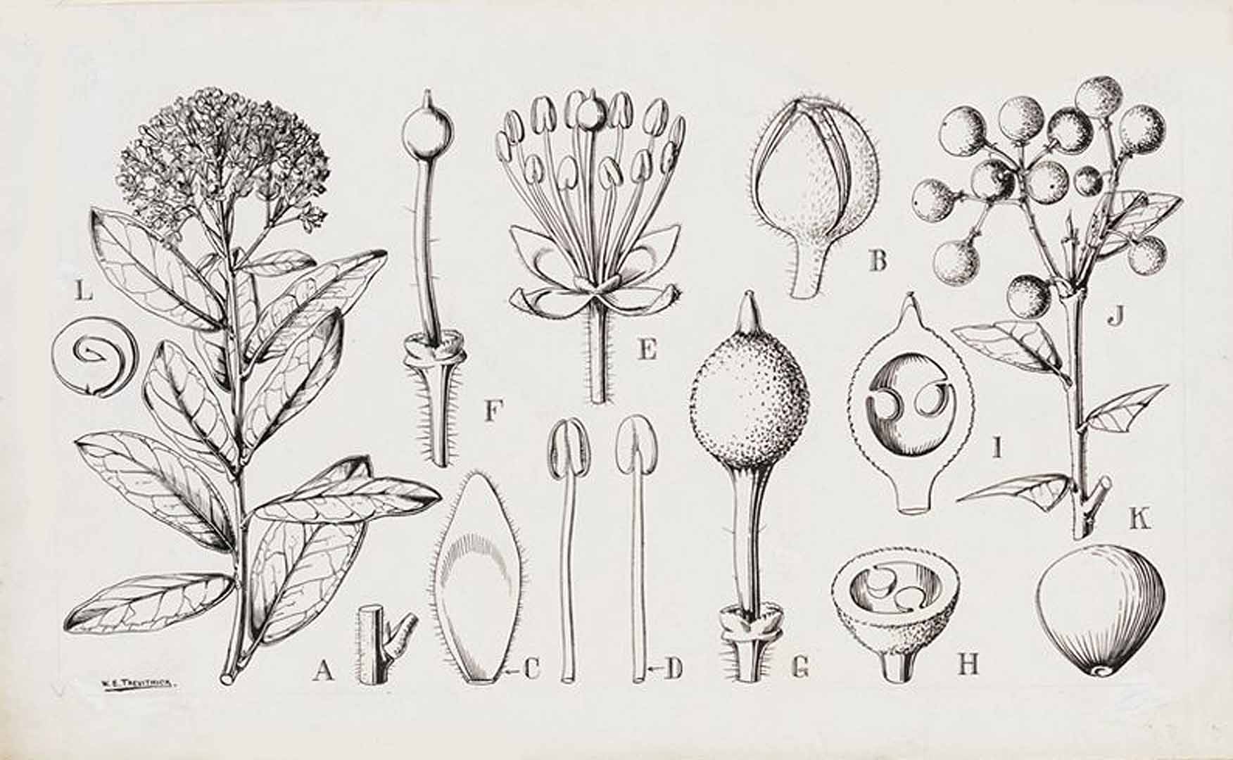 Illustration Boscia senegalensis, Par Hutchinson, J., Dalziel, J.M., Keay, R.W.J., Flora of West Tropical Africa (FWTA), 2nd ed. (1954-1972) Fl. W. Trop. Afr., ed. 2 vol. 1(1): (1954), via plantillustrations 