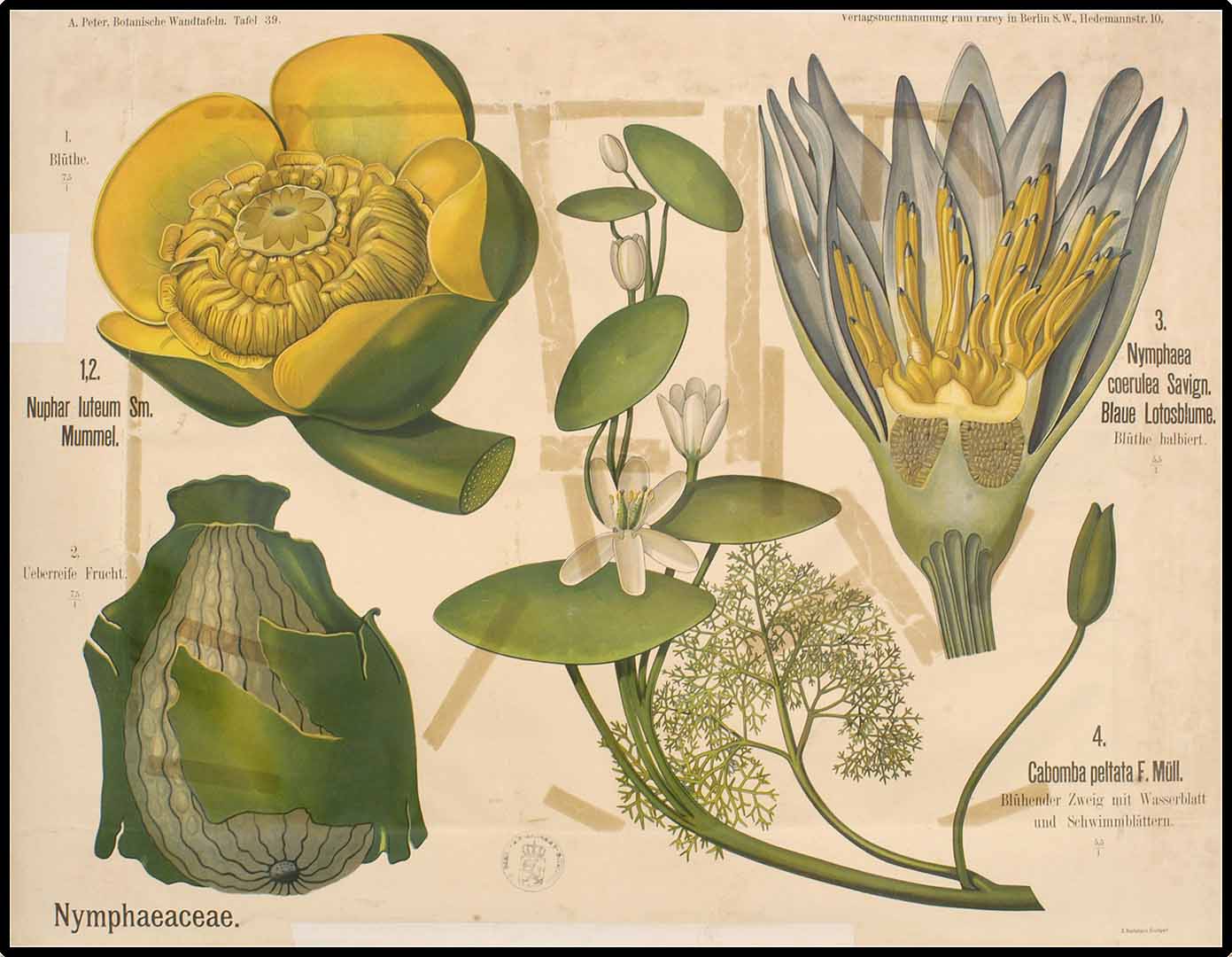Illustration Brasenia schreberi, Par Peter, A., Botanische Wandtafeln (1901), via plantillustrations 