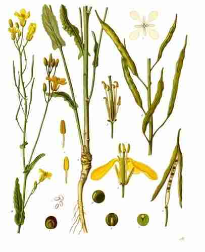 Illustration Brassica napus, Par Franz Eugen Köhler (Köhler's Medizinal-Pflanzen, domaine public), via Wikimedia Commons 