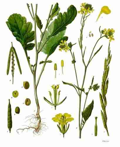 Illustration Brassica nigra, Par Franz Eugen Köhler, Köhler's Medizinal-Pflanzen (List of Koehler Images, domaine public), via Wikimedia Commons 