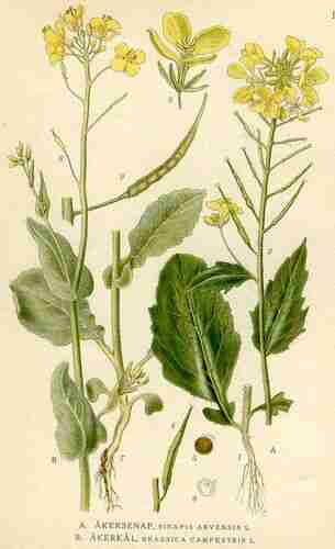 Illustration Brassica rapa, Par Lindman C.A.M. (Bilder ur Nordens Flora, vol. 1: t. 188, 1922), via plantillustrations.org 