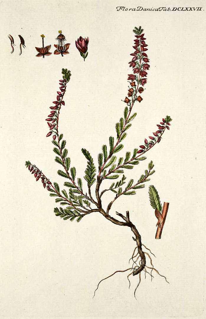 Illustration Calluna vulgaris, Par Oeder G.C. (Flora Danica, Hft 12, t. 677, 1761-1883), via plantillustrations 