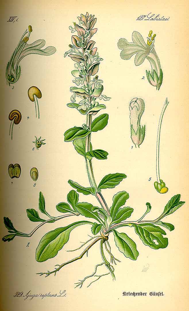 Illustration Ajuga reptans, Par Thomé, O.W., Flora von Deutschland Österreich und der Schweiz (1886-1889) Fl. Deutschl., via plantillustrations 