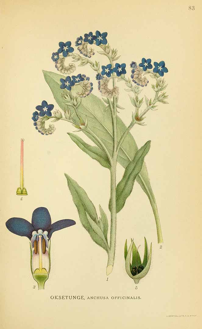 Illustration Anchusa officinalis, Par Lindman, C.A.M., Bilder ur Nordens Flora Bilder Nordens Fl., via plantillustrations 