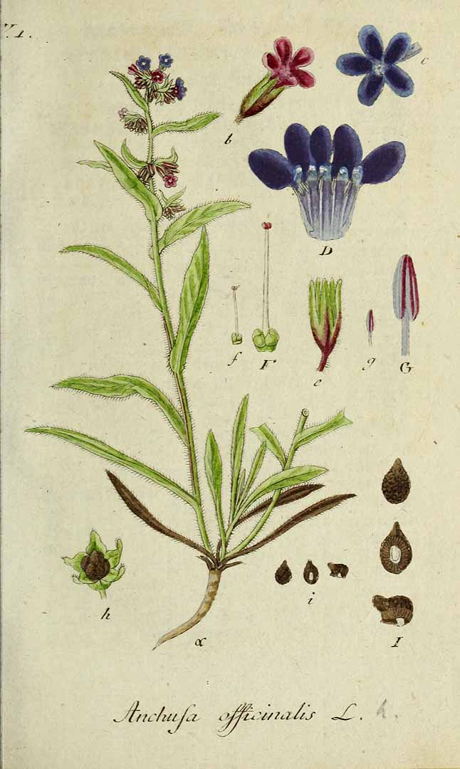 Illustration Anchusa officinalis, Par Sturm, J., Sturm, J.W., Deutschlands flora (1798-1855) Deutschl. Fl., via plantillustrations 