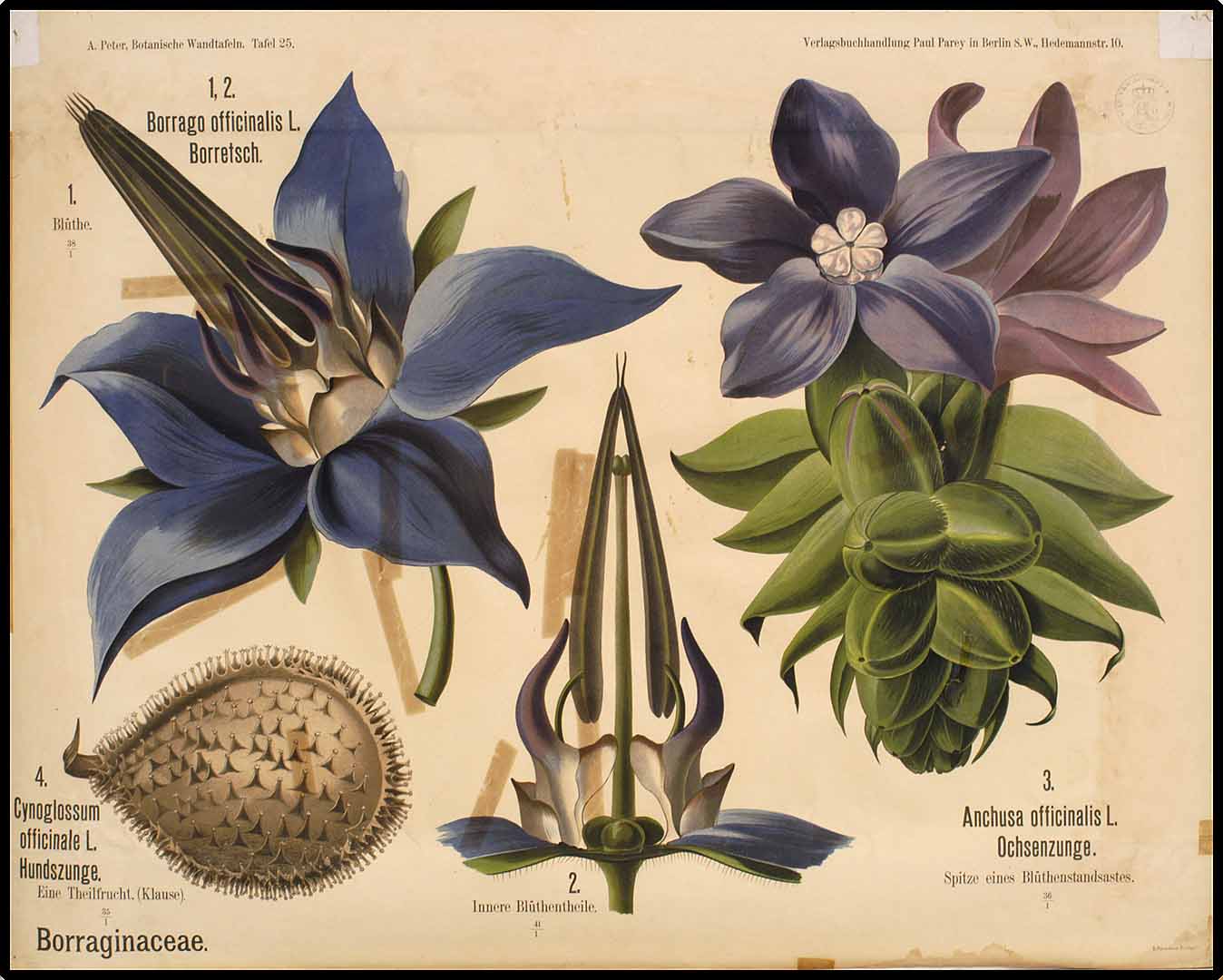Illustration Anchusa officinalis, Par Peter, A., Botanische Wandtafeln (1901), via plantillustrations 