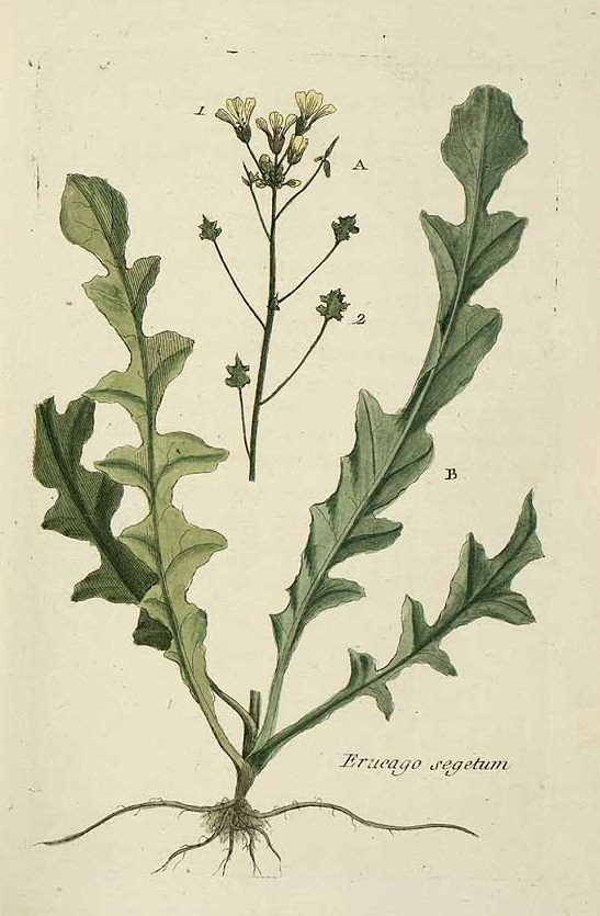 Illustration Bunias erucago, Par Bulliard, P., Flora Parisiensis (1776-1781) Fl. Paris. vol. 8 (1776), via plantillustrations 