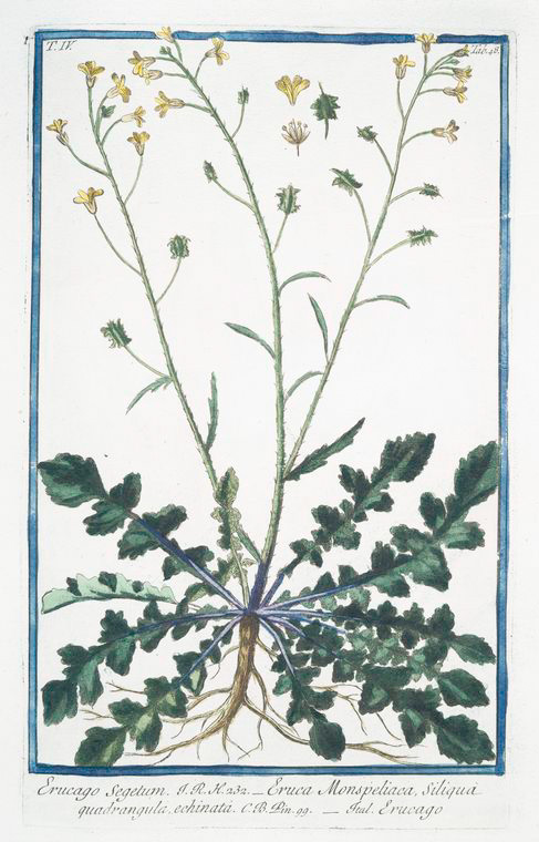 Illustration Bunias erucago, Par Bonelli, G., Hortus Romanus juxta Systema Tournefortianum (1772-1793) Hort. Rom. vol. 4 , via plantillustrations 