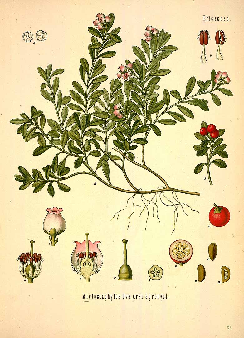 Illustration Arctostaphylos uva-ursi, Par Ko&#776;hler, F.E., Ko&#776;hler?s Medizinal Pflanzen (1883-1914) Med.-Pfl. vol. 2 (1890), via plantillustrations 