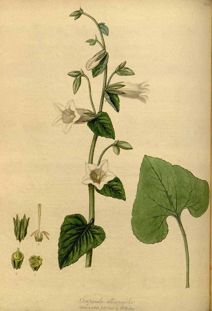 Illustration Campanula alliariifolia, Par Hooker, W., Salisbury, R.A., paradisus Londinensis (1805-1807) Parad. Lond. (1805), via plantillustrations 