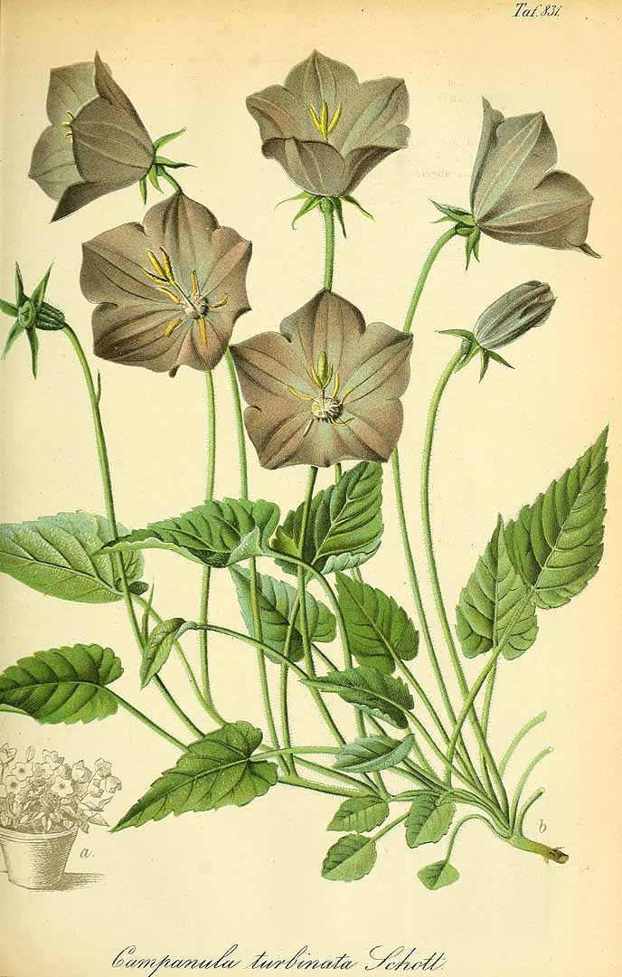 Illustration Campanula carpatica, Par Regel, E.A. von, Gartenflora (1852-1938) Gartenflora vol. 24 (1875), via plantillustrations 
