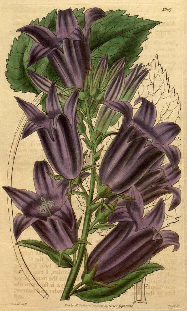 Illustration Campanula latifolia, Par Curtis, W., Botanical Magazine (1800-1948) Bot. Mag. vol. 61 (1834), via plantillustrations 