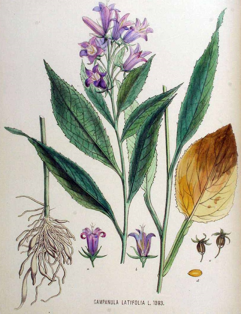 Illustration Campanula latifolia, Par Kops, J., Flora Batava (1800-1934) Fl. Bat. vol. 18 (1889), via plantillustrations 