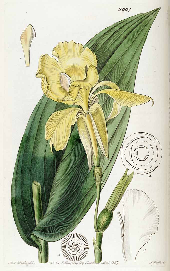 Illustration Canna flaccida, Par Lindley, J., Edwards?s Botanical Register (1829-1847) Edwards?s Bot. Reg. vol. 23 (1837), via plantillustrations 