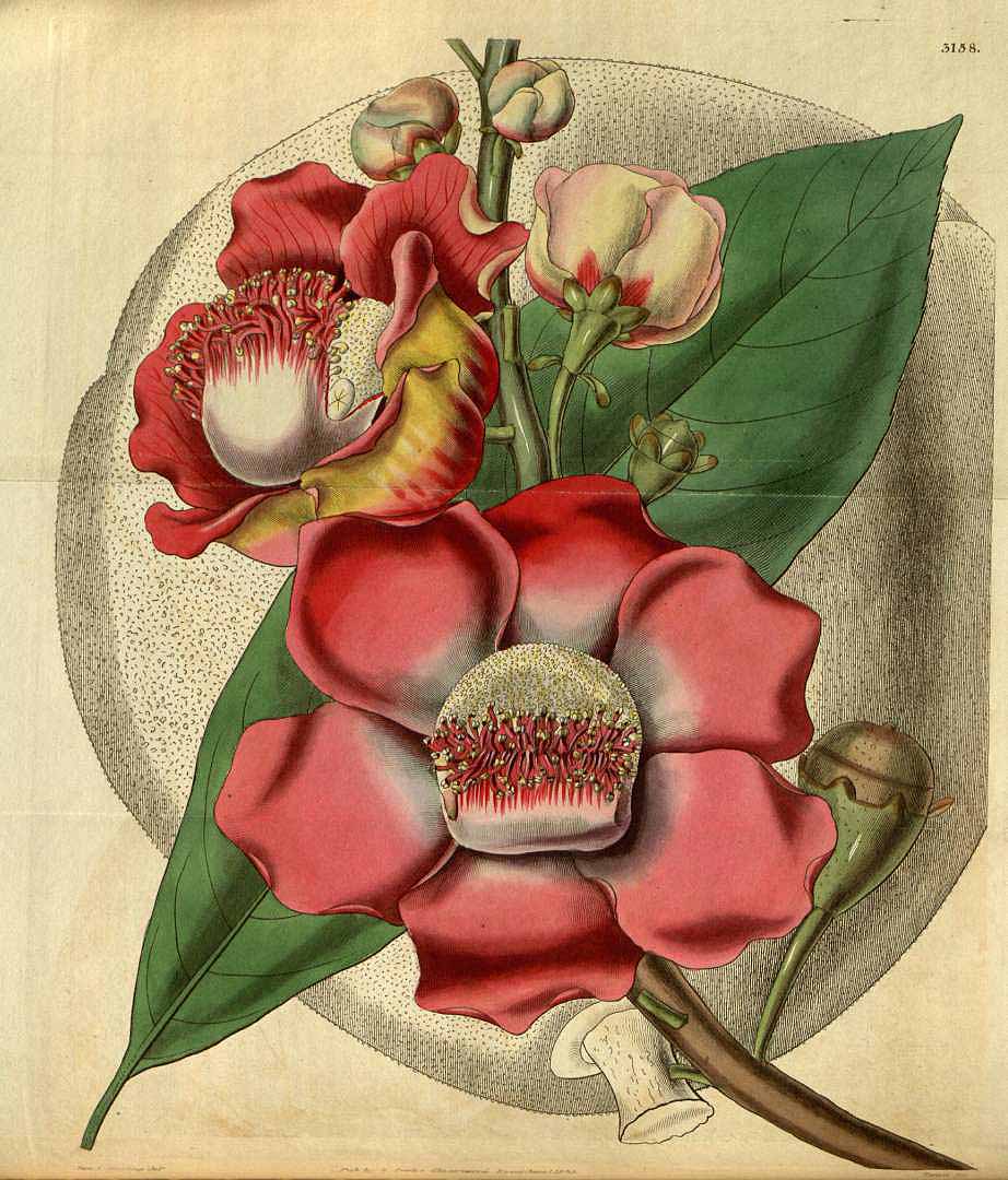 Illustration Couroupita guianensis, Par Curtis´s Botanical Magazine (vol. 59 [ser. 2, vol. 6]: t. 3158, 1832) [L. Guilding], via plantillustrations 