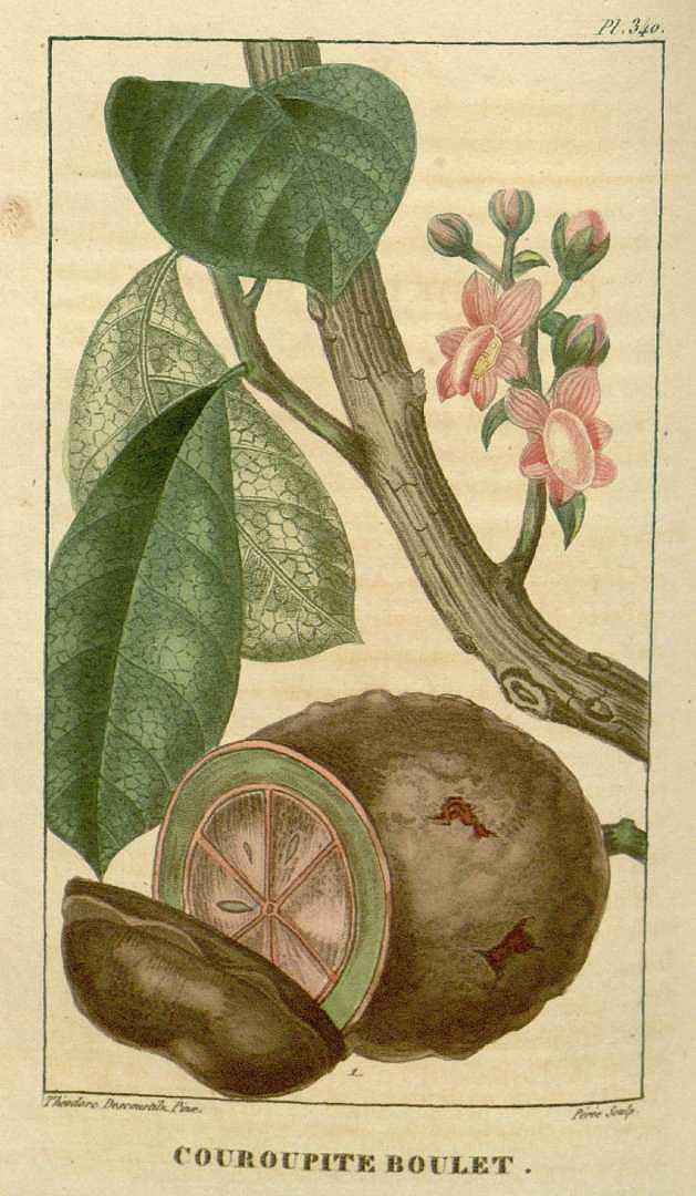 Illustration Couroupita guianensis, Par Descourtilz M.E. (Flore médicale des Antilles, vol. 5: t. 340, 1827) [J.T. Descourtilz], via plantillustrations 