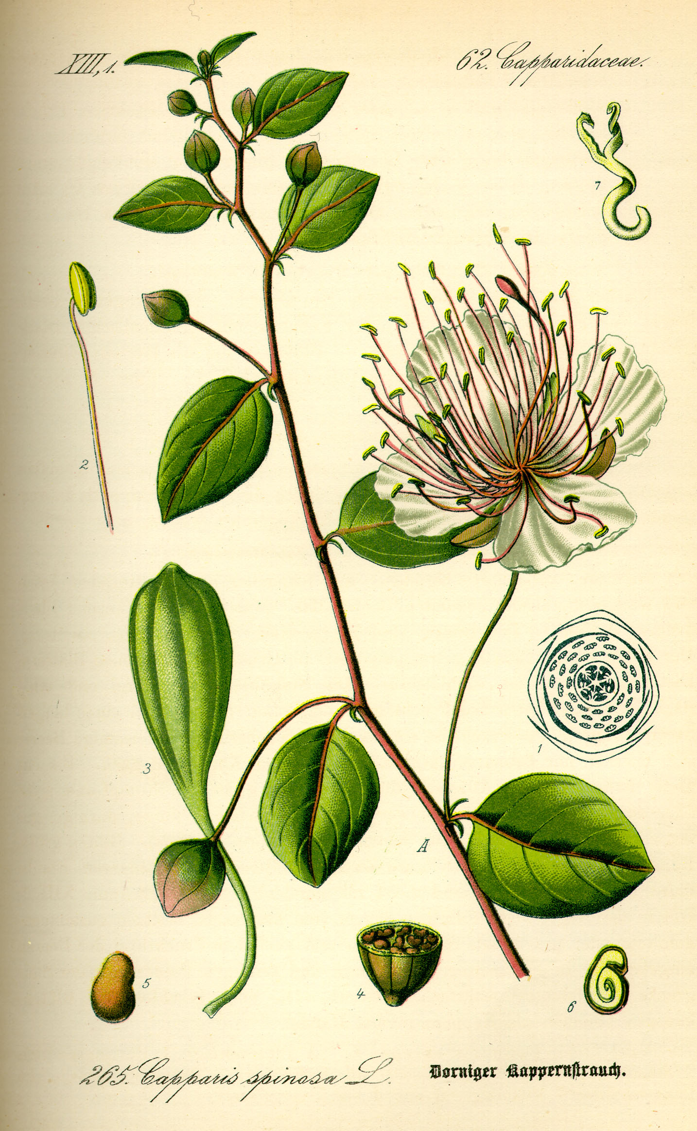Illustration Capparis spinosa, Par Otto Wilhelm Thomé (1840-1925, Flora von Deutschland Österreich und der Schweiz, domaine public), via wikimedia 