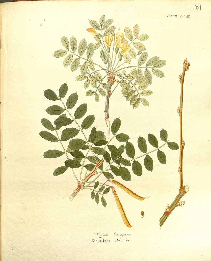 Illustration Caragana arborescens, Par Krauss J.C. (Afbeeldingen der fraaiste, meest uitheemsche boomen en heesters, t. 101, 1840), via plantillustrations 