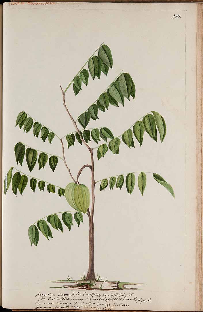 Illustration Averrhoa carambola, Par Witsen, N., Jager, H. de, Plantae Javanicae pictae, ex Java transmissae anno MDCC (1700) Pl. Jav. Pictae (1700), via plantillustrations 