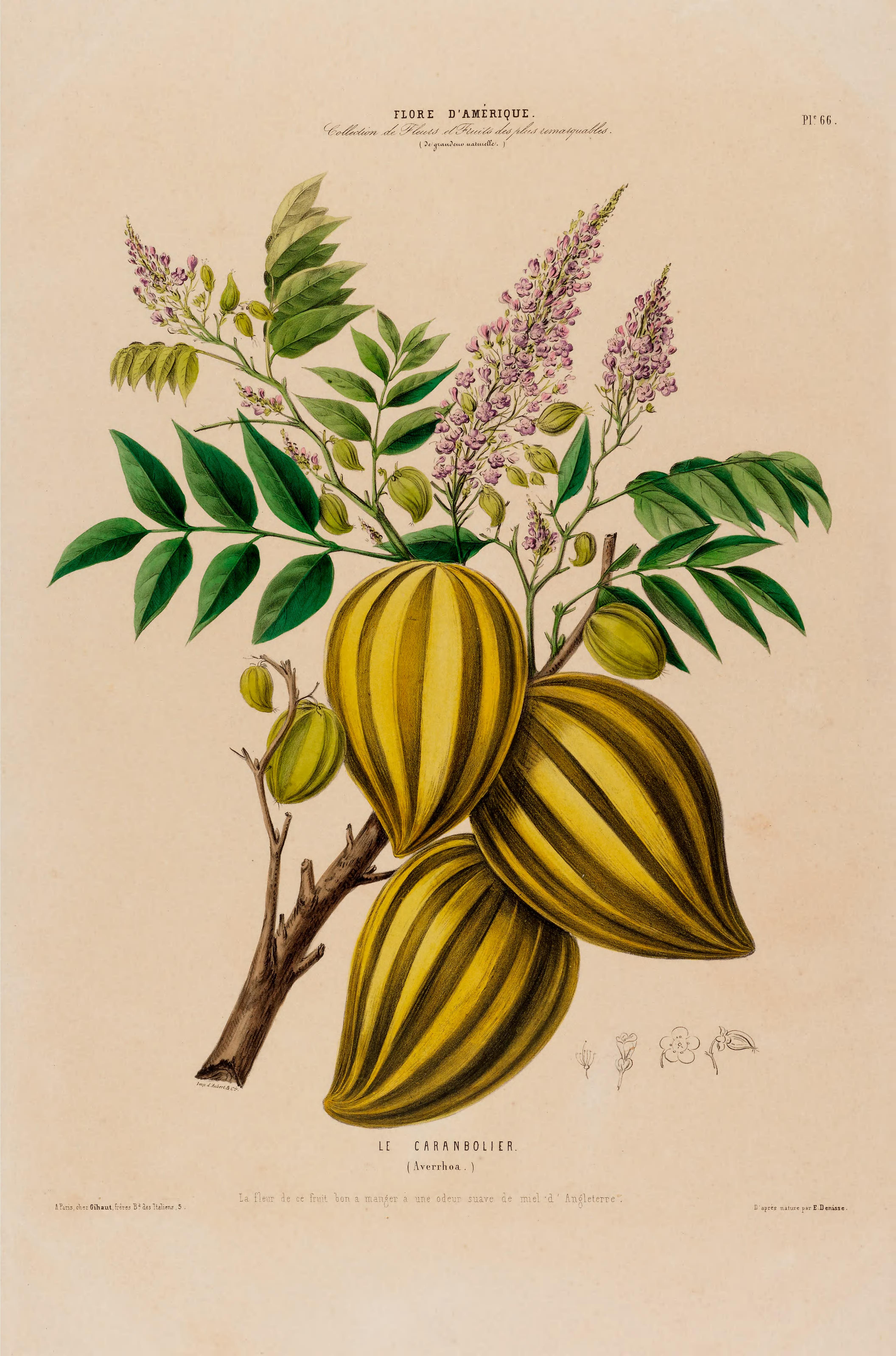 Illustration Averrhoa carambola, Par Denisse, E., Flore d?Amérique (1843-1846) Fl. Amérique, via plantillustrations 