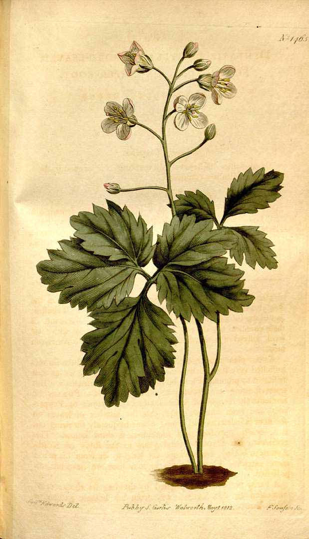 Illustration Cardamine diphylla, Par Curtis, W., Botanical Magazine (1800-1948) Bot. Mag. vol. 36 (1812), via plantillustrations 