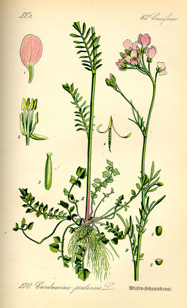 Illustration Cardamine pratensis, Par Otto Wilhelm Thomé (Flora von Deutschland, ?sterreich und der Schweiz, 1885), via wikimedia 