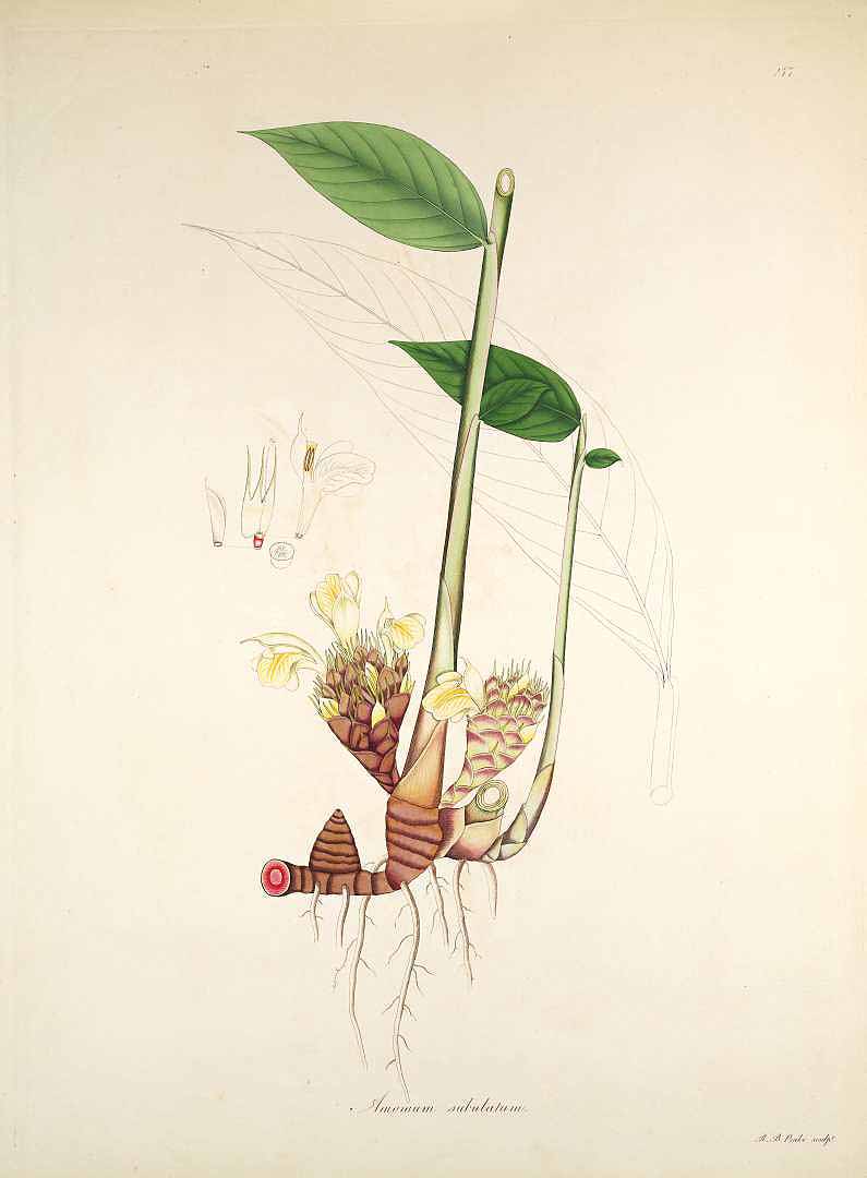 Illustration Amomum subulatum, Par Roxburgh, W., Plants of the coast of Coromandel (1795-1819) Pl. Coromandel vol. 3 (1819), via plantillustrations 
