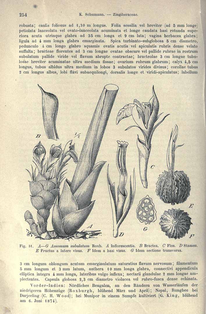 Illustration Amomum subulatum, Par Engler, H.G.A., Pflanzenreich (1900-1968) Pflanzenr. vol. 46 (1904), via plantillustrations 